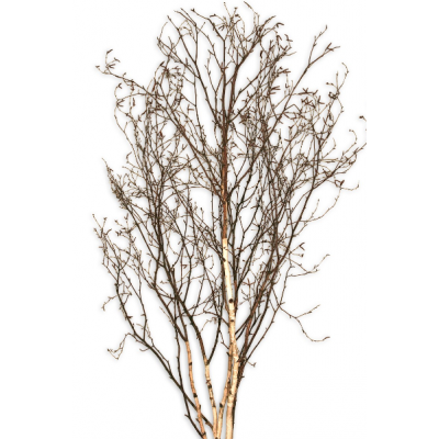 Branches à houblon
